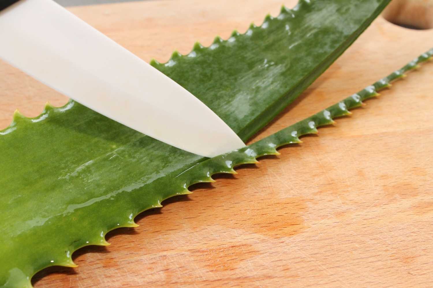 How to cut aloe vera - starting with the sides