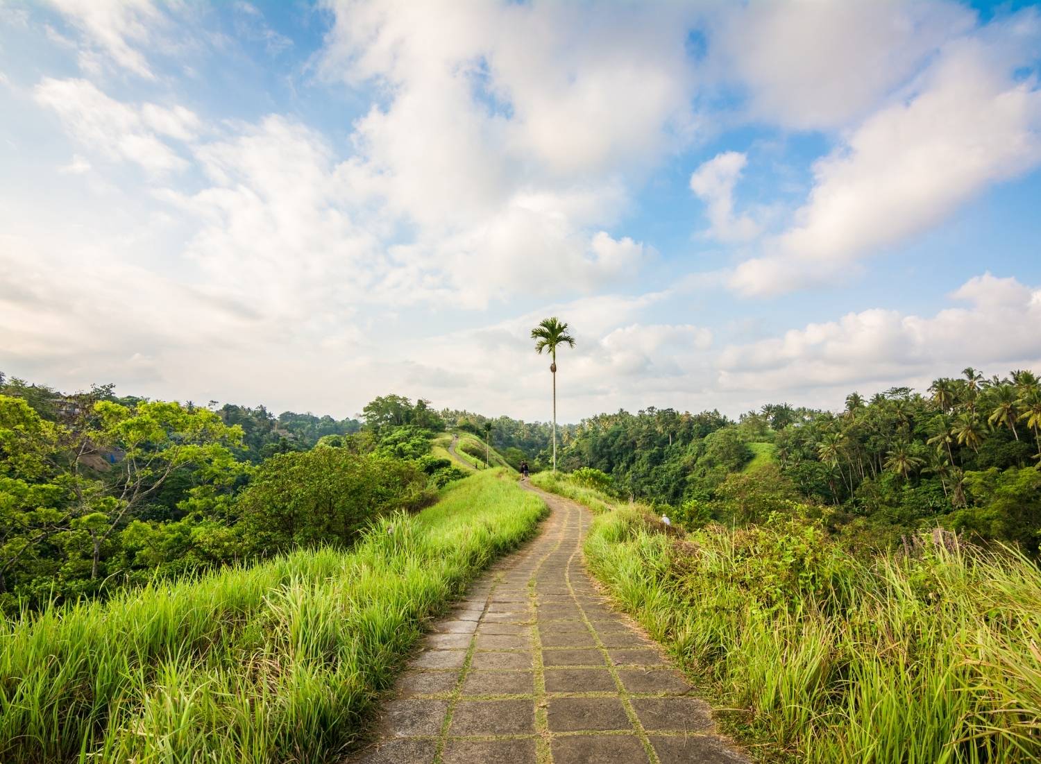 Beautiful road on Campuhan Ridge walk in Ubud, Bali