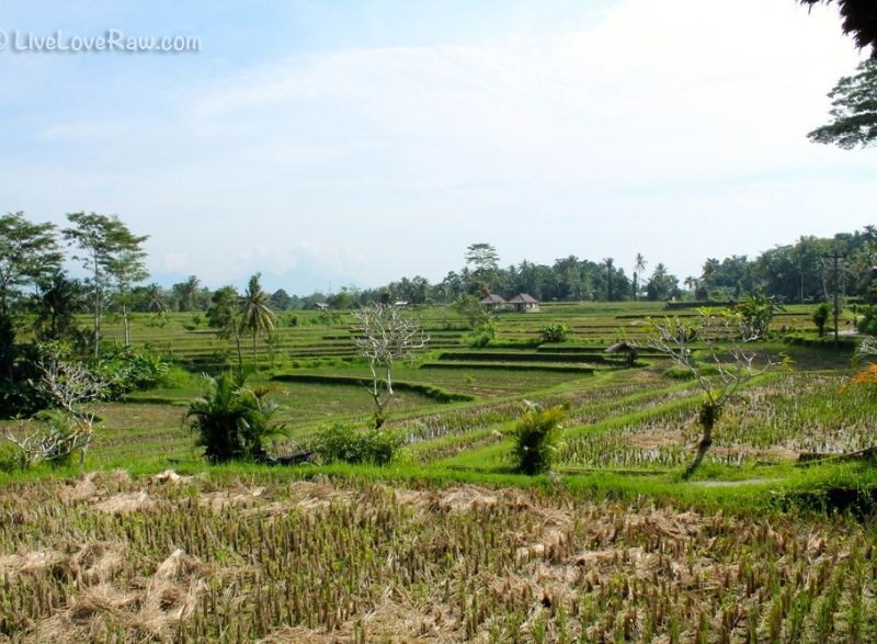 View from Karsa Kafe on Campuhan Ridge walk, Ubud