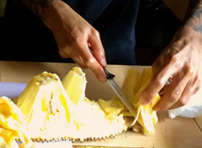 Cutting a line of jackfruit