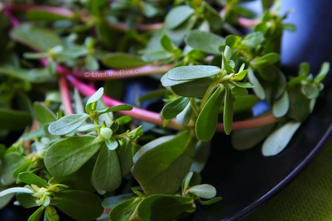 Wild pursley, purslane, pigweed, verdeolaga