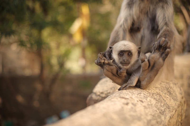 little monkey, India